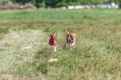 Basenji dogs running in red and white jacket on coursing field