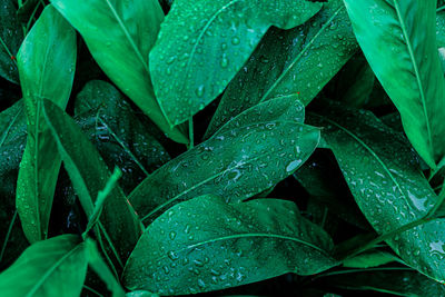 Close-up of raindrops on leaves