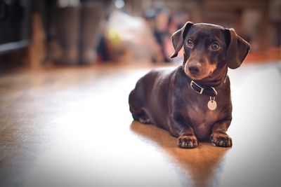 Close-up of dachshund dog