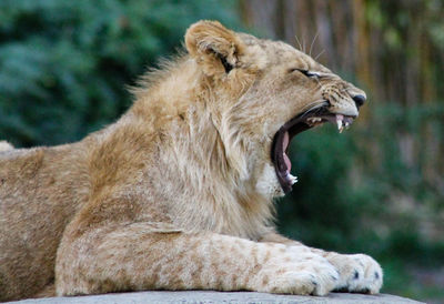 Close-up of a lion