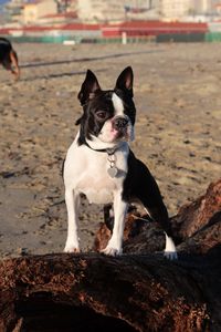 Chihuahua on fallen tree at beach