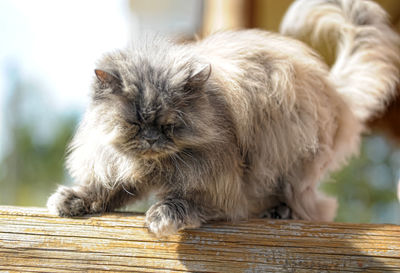 Close-up of a cat