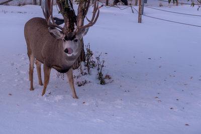 Deer in snow covered field
