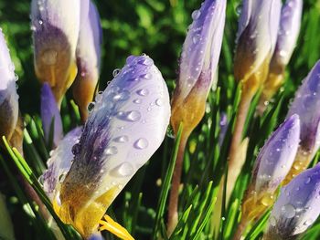 Close-up of wet purple crocus flowers