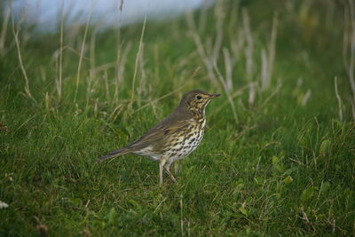 Close-up of bird perching on grass