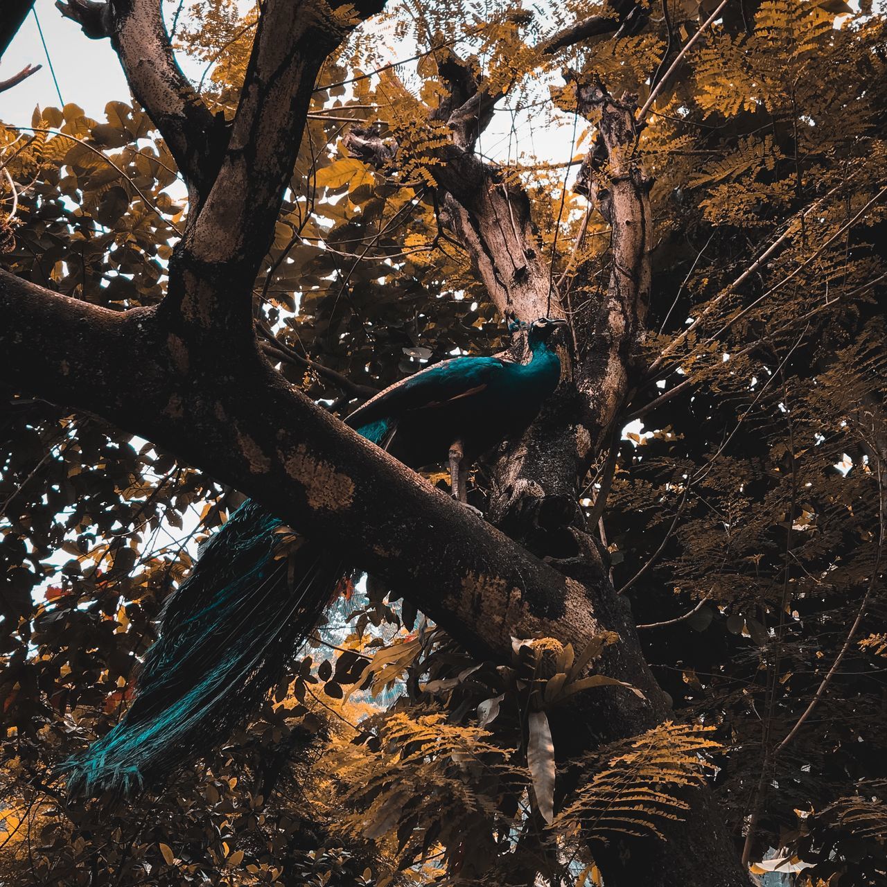 LOW ANGLE VIEW OF TREES DURING AUTUMN