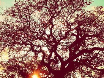 Low angle view of trees in forest