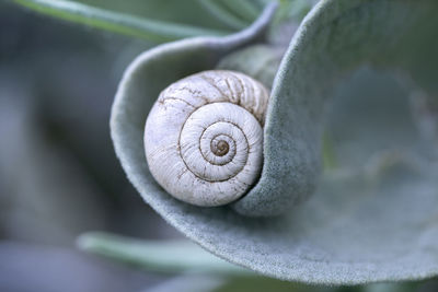 Close-up of snail on leaf