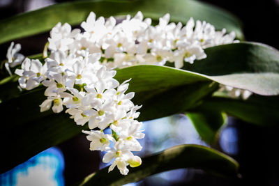 Close-up of white rhynchostylis blooming outdoors