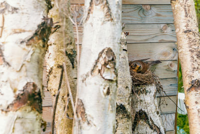 Close-up of tree trunk