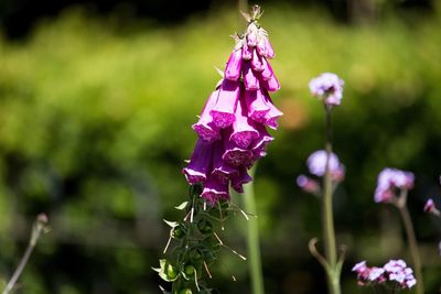 Close-up of pink flowering plant