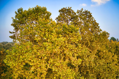 Low angle view of flowering plants against sky