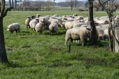 Sheep grazing in a field