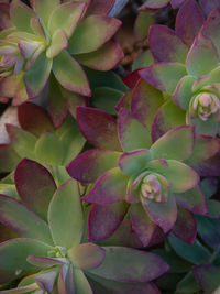 Full frame shot of succulent plant