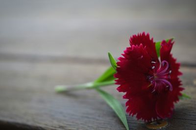 Close-up of red hibiscus against blurred background