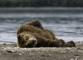 View of an animal relaxing on land