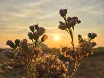 Close-up of flowering plant against sky during sunset