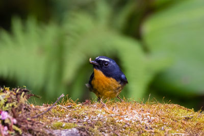 Close-up of bird perching on a field