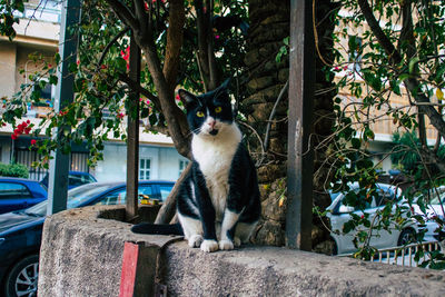 Portrait of a cat looking away