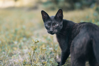 Portrait of black cat