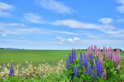 Purple flowering plants on field against blue sky