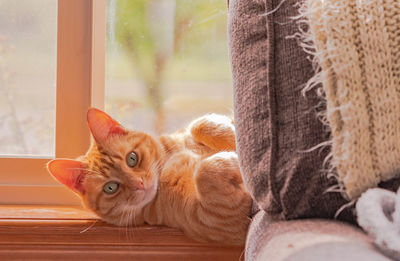 Portrait of a cat on window