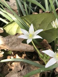 High angle view of flowering plant