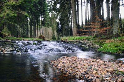 Scenic view of waterfall in forest