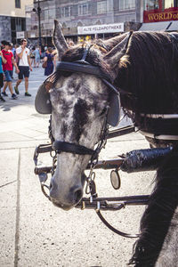 Horse cart on street in city