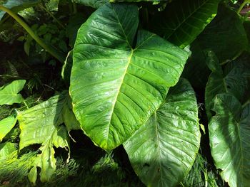 Close-up of leaves