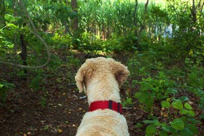 Close-up of dog against trees