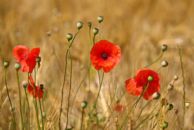 Close-up of red poppy flowers on field