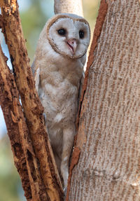 Close-up of owl perching on tree trunk