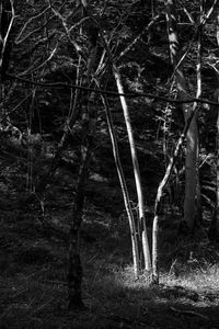 Trees in forest at night