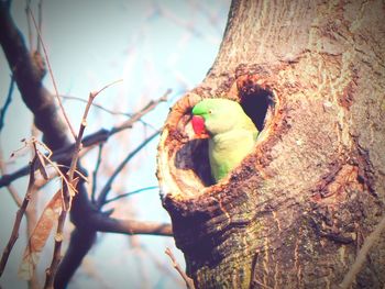 Low angle view of parrot perching on branch