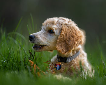 Close-up of dog looking away on field