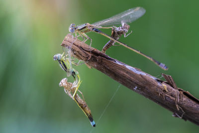 Close-up of insect on twig