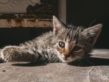 Portrait of cat relaxing outdoors