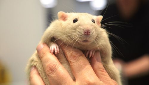 Cropped hand of woman holding rabbit