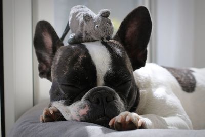 Close-up of dog relaxing on bed