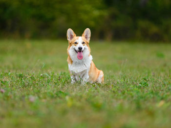 Portrait of dog running on grass