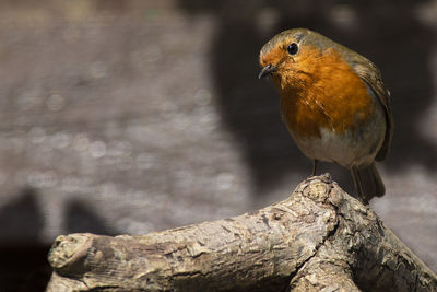 Close-up of bird perching on branch