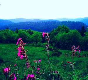 Scenic view of field against clear sky