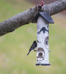 Close-up of birdhouse on wooden post