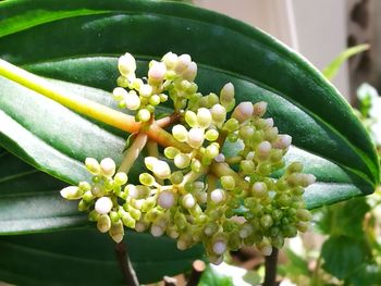 Close-up of flowers