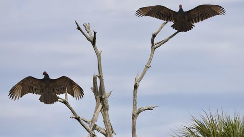 Bird flying against the sky