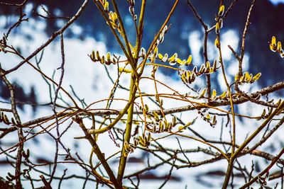 Low angle view of snow covered tree against sky