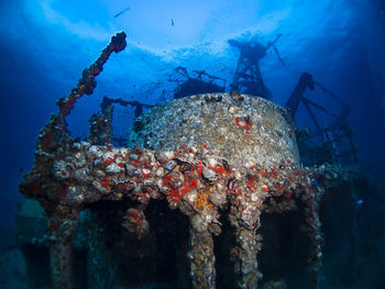 View of coral swimming in sea