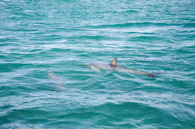 High angle view of swimming in sea