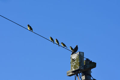 Low angle view of birds perching on cable against sky